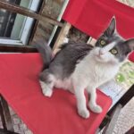 Panaderia Dulce Mania