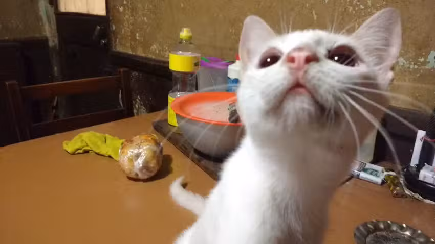 Panader&iacute;a Pascual