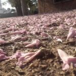 Panader&iacute;a Perez