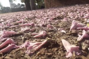 Panader&iacute;a Perez