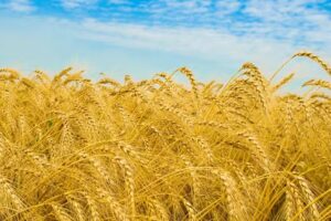 Panader&iacute;a Virgen del Valle Mayorista