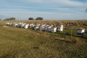 Panaderia Y Confiteria Paris