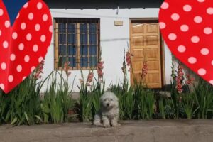 PANADER&Iacute;A Y PASTELER&Iacute;A Don Sebast&iacute;an