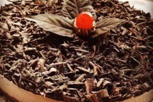 Valeria Carabelli Cakes